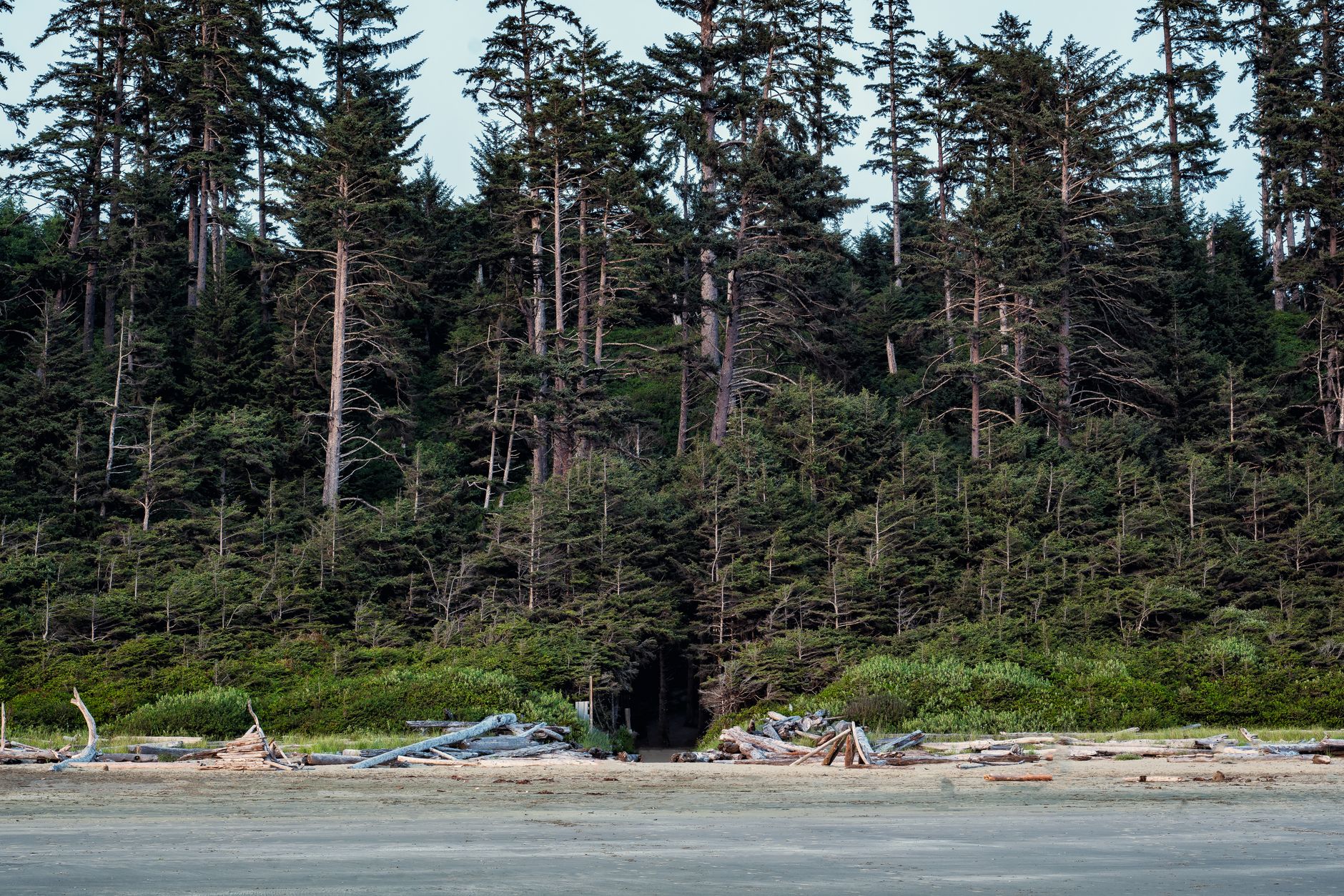 Wild beach with huge ferns growing near the coast